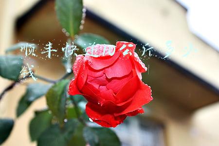 顺丰快递20公斤多少钱(顺丰快运弯道超车德邦，万亿级零担市场面临洗牌)