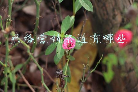 网络营销渠道有哪些