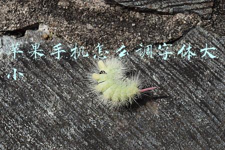 苹果手机怎么调字体大小