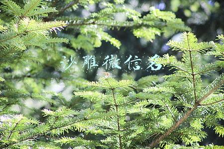沙雕微信名