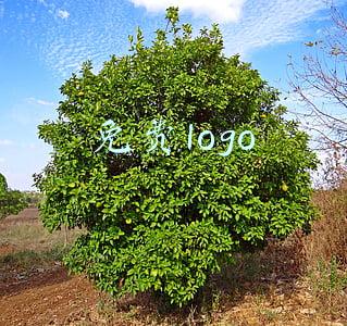 免费logo一键生成器(Logo制作更简单——4大免费的优质在线logo制作网站)