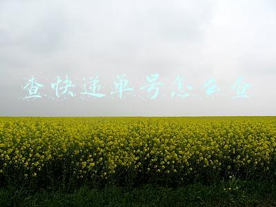 查快递单号怎么查