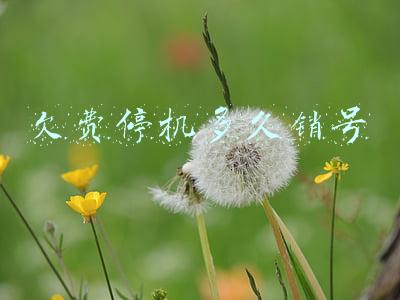 欠费停机多久销号可以找回吗联通(靓号被联通注销，安阳市民投诉后恢复)