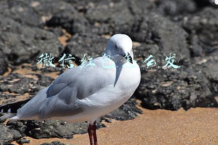 微信红包怎么发