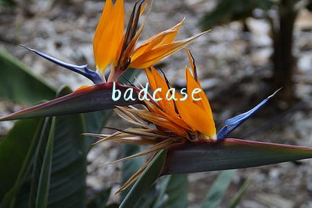 badcase