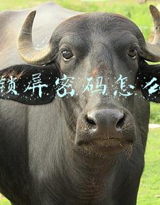 微信锁屏密码怎么设置