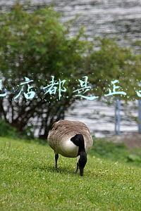 旗舰店都是正品吗