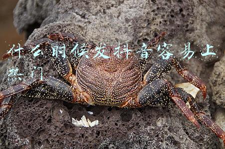 什么时候发抖音容易上热门