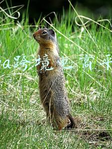 vova跨境电商平台