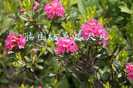 腰围65是几尺几