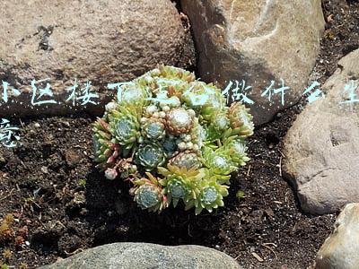 小区楼下适合做什么生意