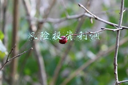 风险投资利润