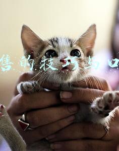 销售的技巧与口才