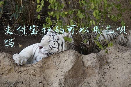支付宝扫码可以用花呗吗