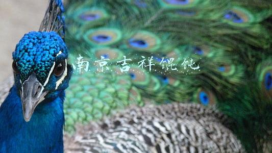 南京吉祥馄饨官网(4人在山城全鸡店工作，到过这家店的速报告｜山东5地紧急寻人)