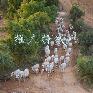 推广挣钱网