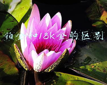 铂金和18k金的区别