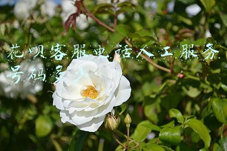 花呗客服电话人工服务号码多少