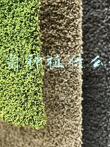 目前种植什么好