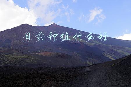 目前种植什么好
