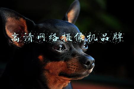 高清网络摄像机品牌