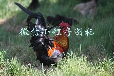 微信小程序图标png(APP微信小程序开发教程：uniapp零基础入门教程)
