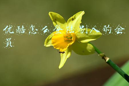 优酷怎么登陆别人的会员微信(“共享”视频会员账号是否合法？法院判了)