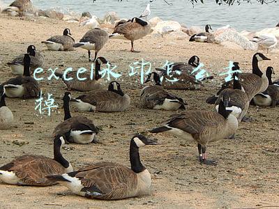 如何去掉excel中的水印(我用30分钟制作的Excel水印，老板说丑，同事2分钟搞定，却被表扬)