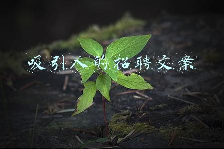 吸引人的招聘文案