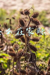 怎么在家赚钱