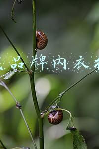 一线品牌内衣排名