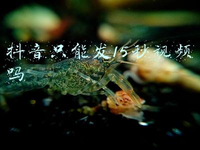抖音只能发15秒视频吗