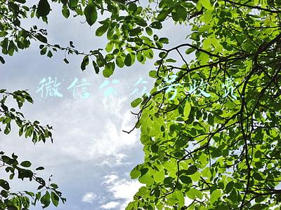 微信公众号收费