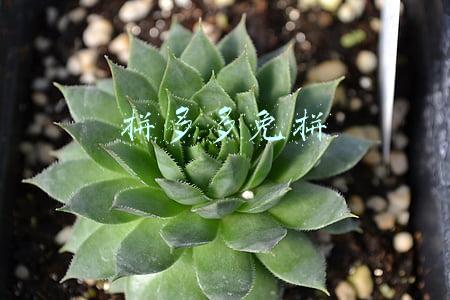 拼多多免拼