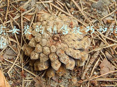 卖女装的销售技巧和话术