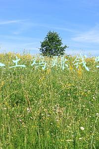 养土鸡赚钱吗