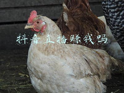 抖音直播赚钱吗