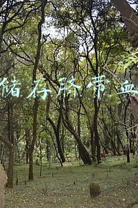 储存脐带血
