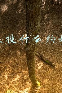 闲鱼搜什么约妹子