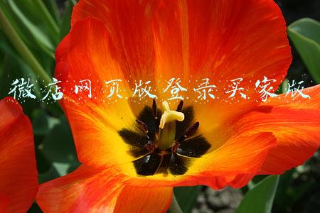微店网页版登录买家版