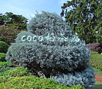 coco奶茶店