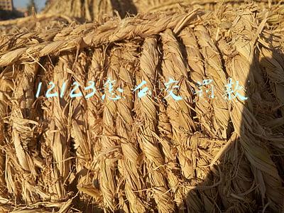 12123怎么交罚款