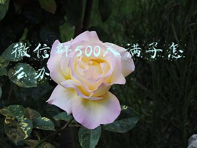 微信群500人满了怎么办