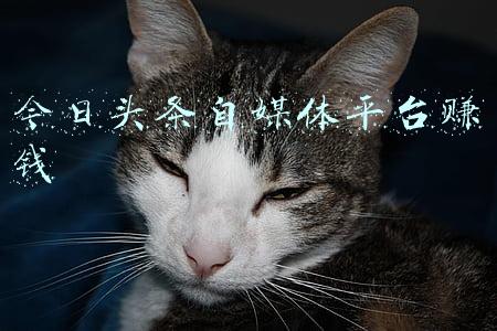 今日头条自媒体平台赚钱