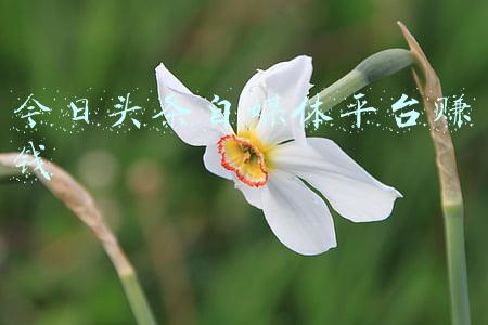 今日头条自媒体平台登录入口(巧用手机端打开今日头条电脑网页版，手机网页版秒变电脑网页版)