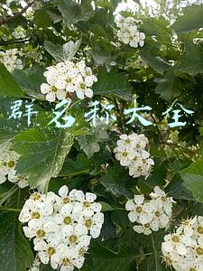 群名称大全