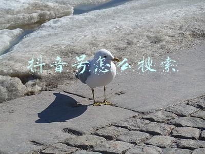 抖音号怎么搜索