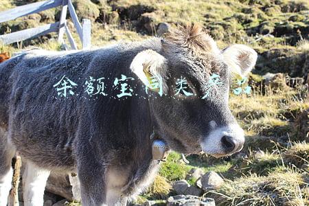 余额宝同类产品