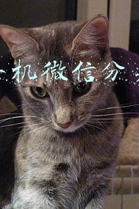 微信分身怎么弄 苹果(神奇微商【苹果微信多开分身】)