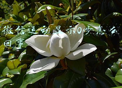 微信运动显示0步怎么回事